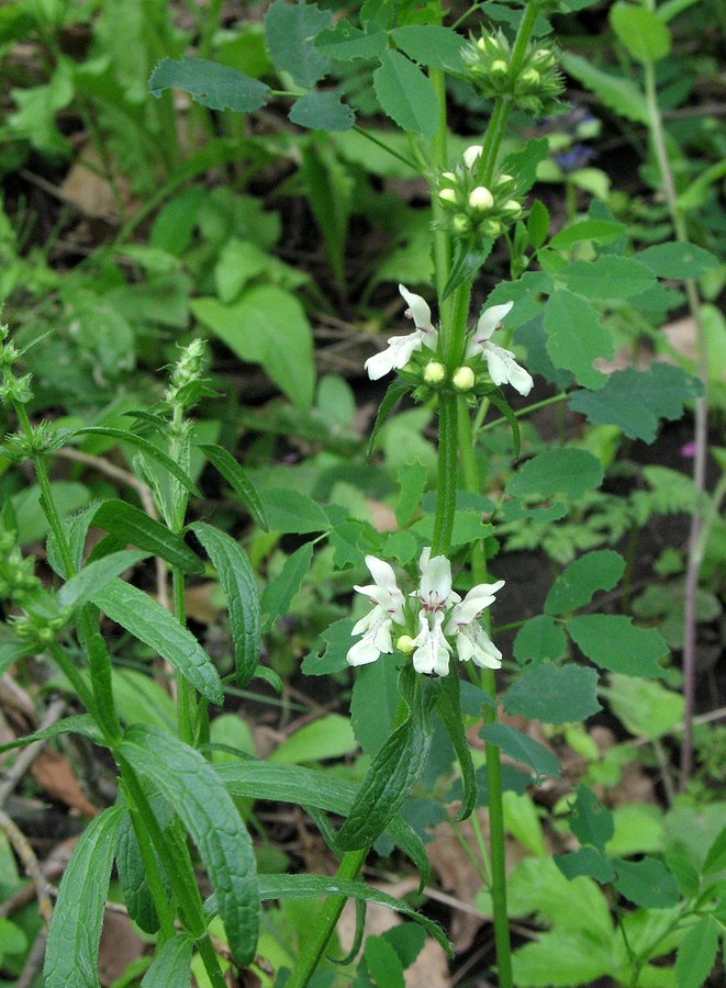 Изображение особи Stachys recta.