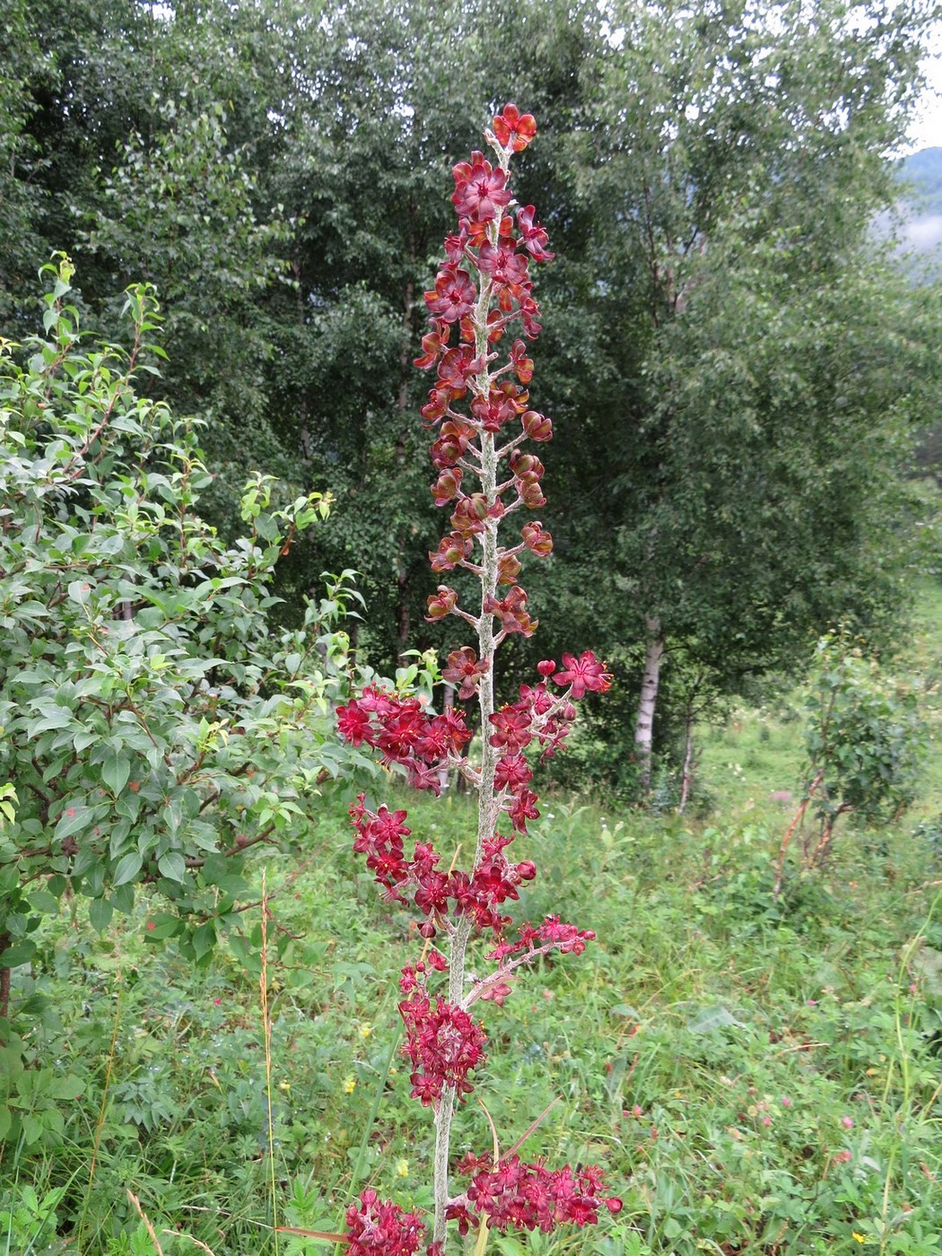 Изображение особи Veratrum nigrum.