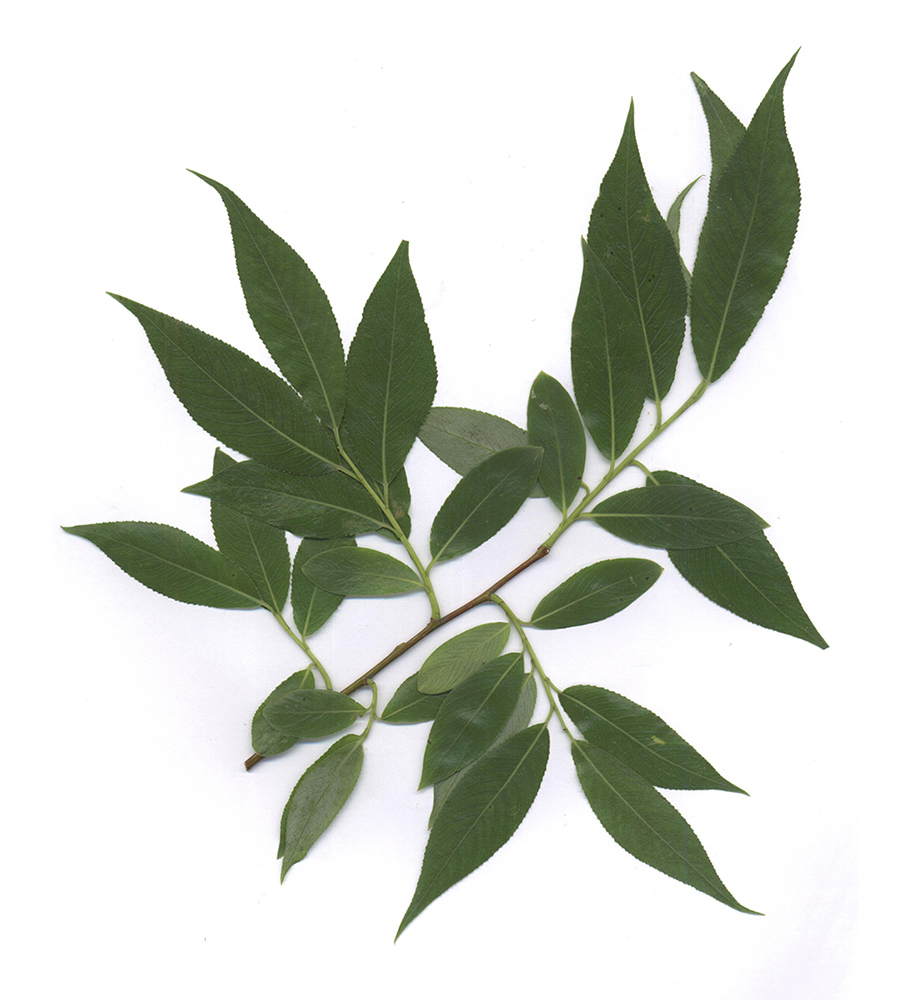 Изображение особи Salix euxina.