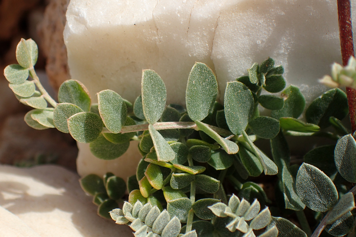 Image of Astragalus spruneri specimen.