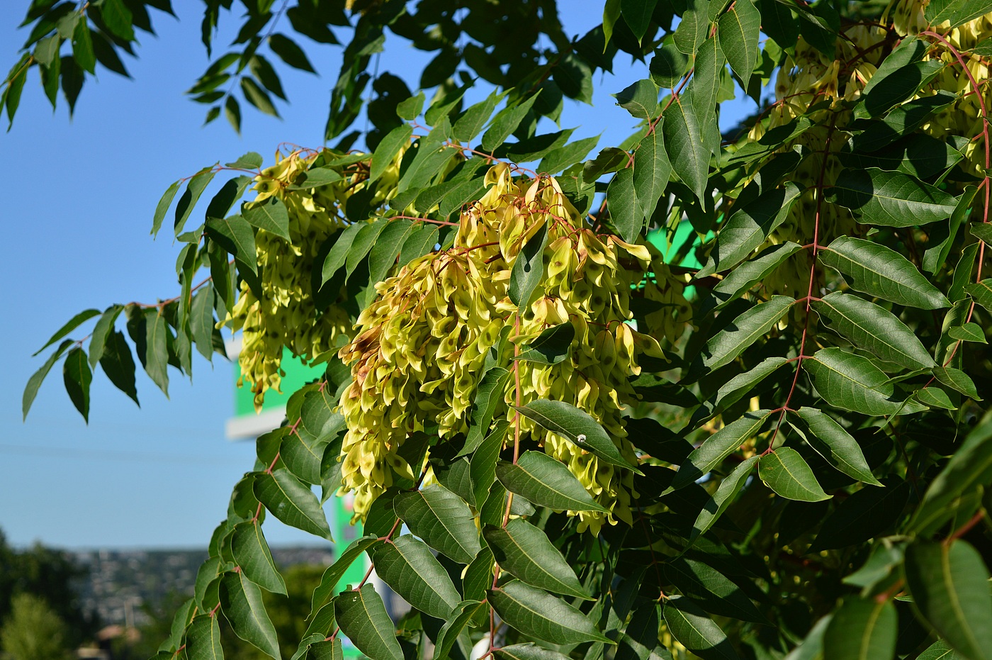 Изображение особи Ailanthus altissima.