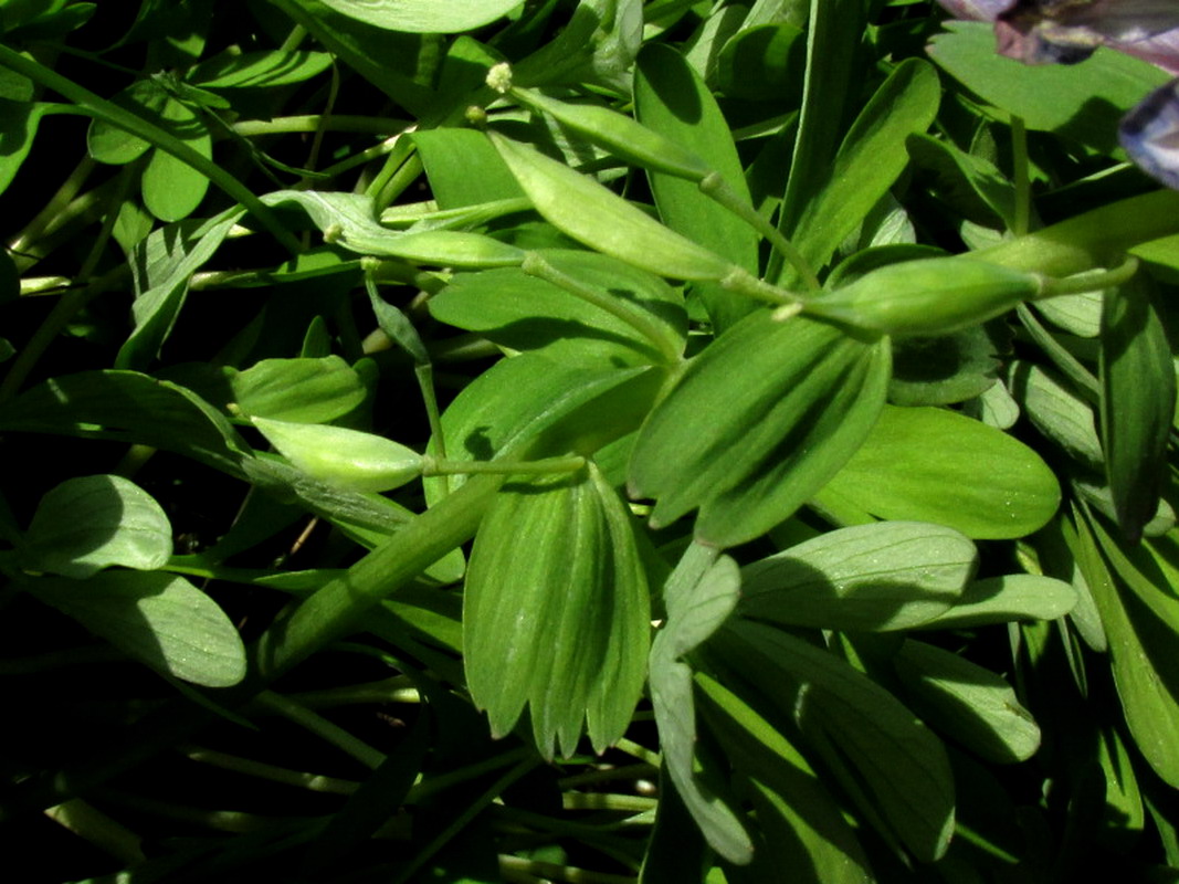 Изображение особи Corydalis nidus-serpentis.