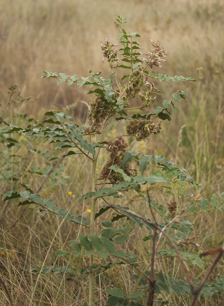 Изображение особи Glycyrrhiza soongorica.