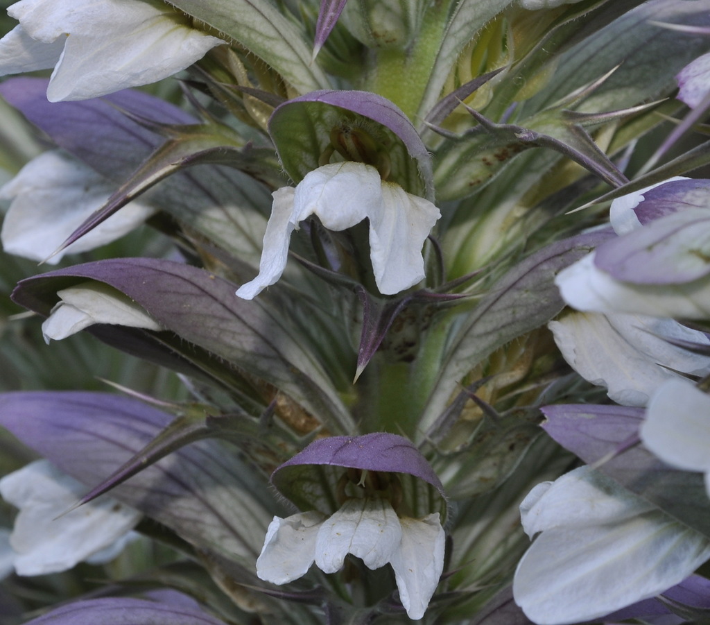 Image of Acanthus spinosus specimen.