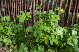 Chelidonium majus. Цветущее растение. Санкт-Петербург, Кронштадтский р-н; о-в Котлин, 1-я мортирная батарея, дальномерный пост, гребень земляного вала. 15.09.2018.