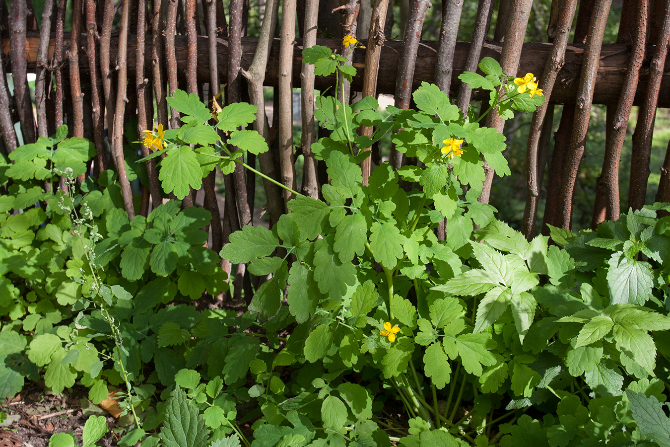 Изображение особи Chelidonium majus.