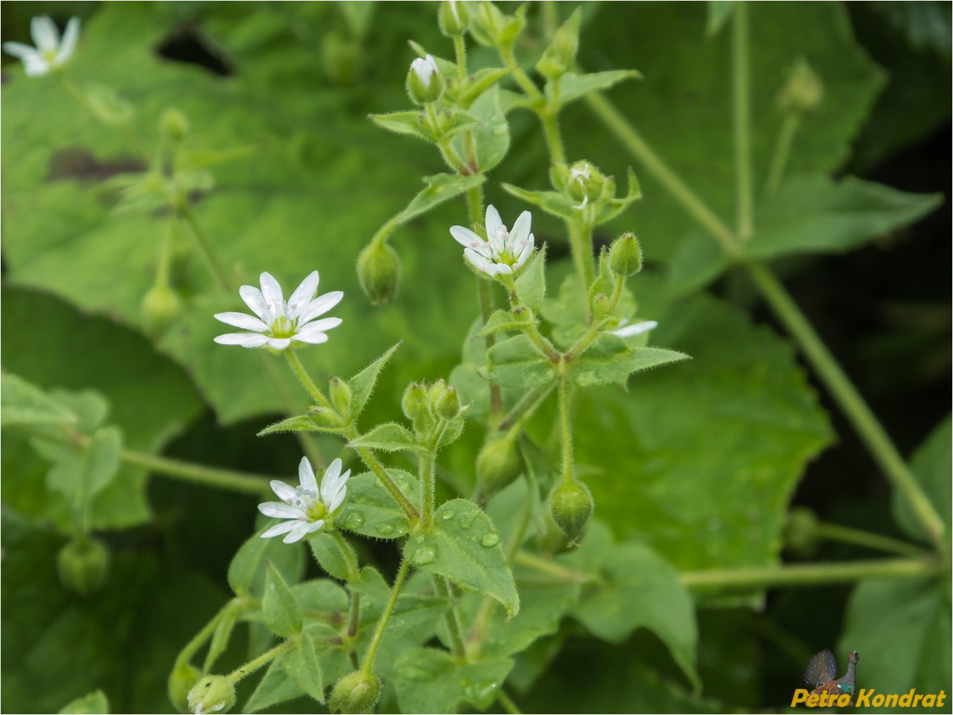 Изображение особи Myosoton aquaticum.