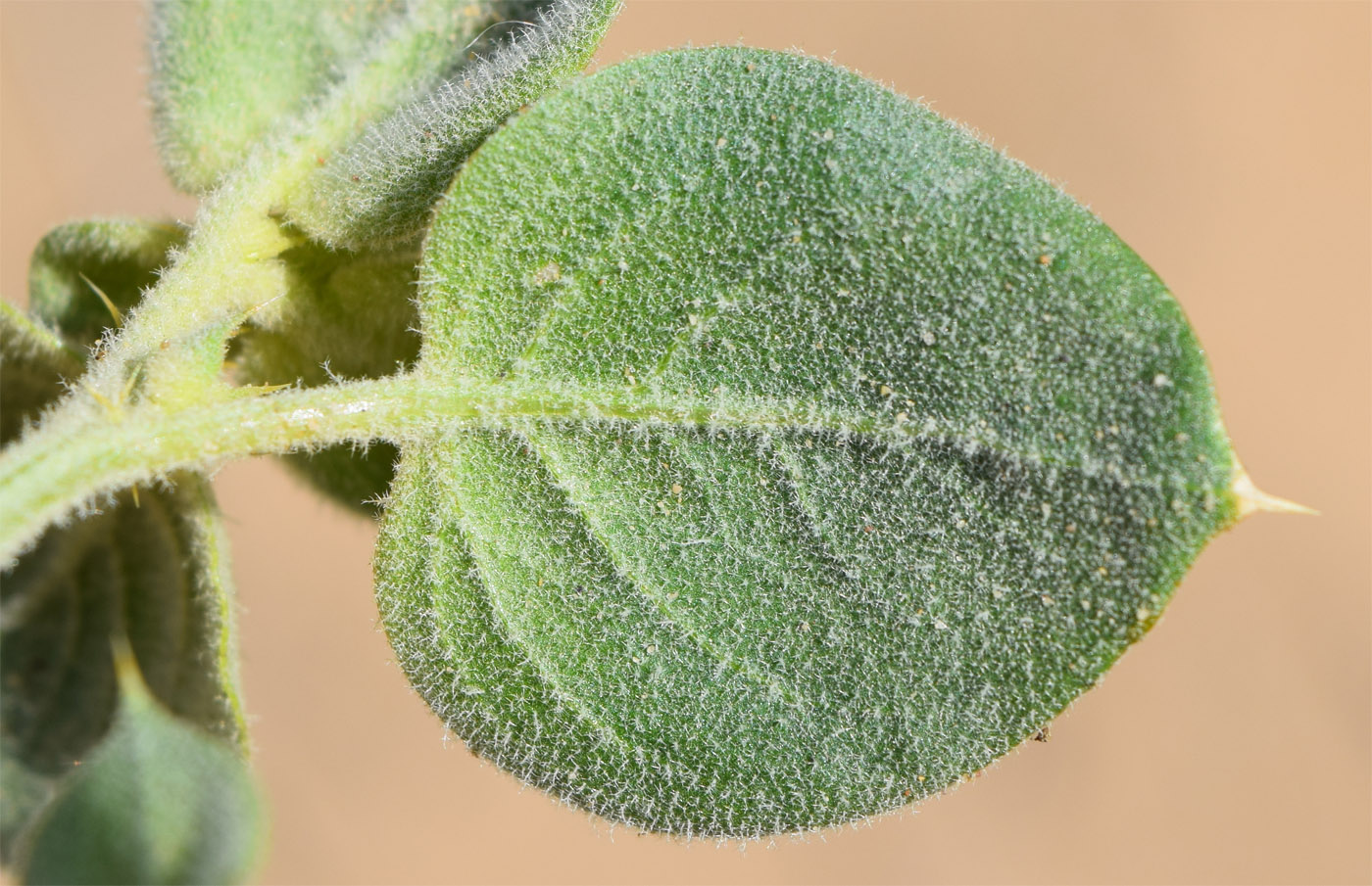 Изображение особи Agriophyllum latifolium.