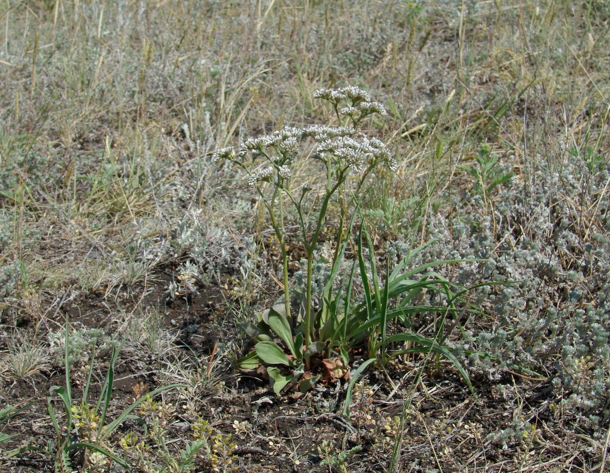 Изображение особи Goniolimon speciosum.