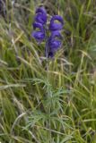 род Aconitum. Верхушка цветущего побега. Республика Алтай, Кош-Агачский р-н, Северо-Чуйский хребет, долина р. Актру, подножие поросшего лиственницей склона юго-восточной экспозиции. 14.08.2018.