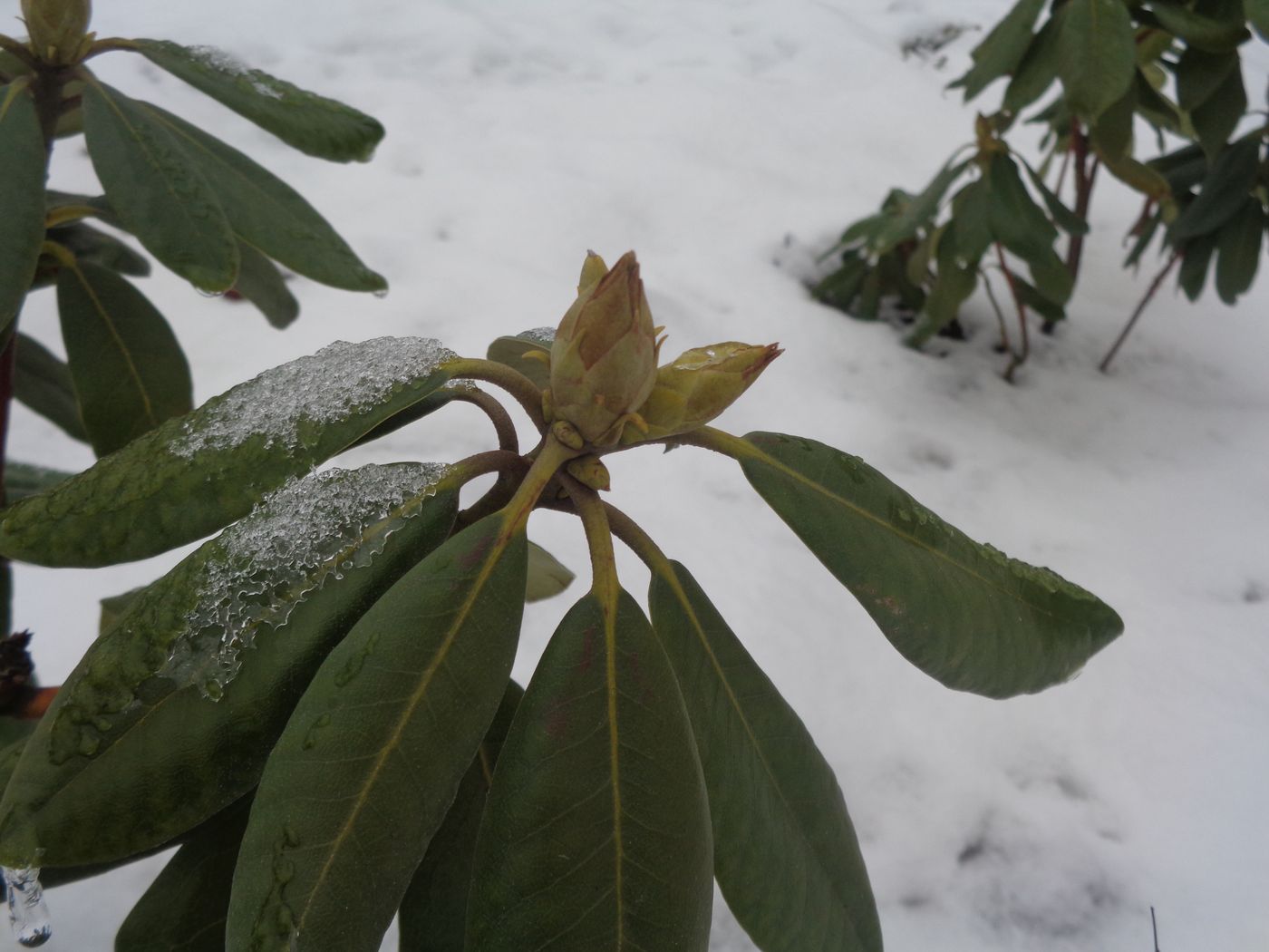 Image of genus Rhododendron specimen.