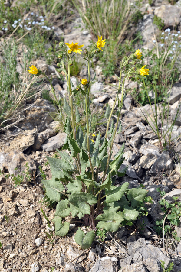 Image of Ligularia robusta specimen.