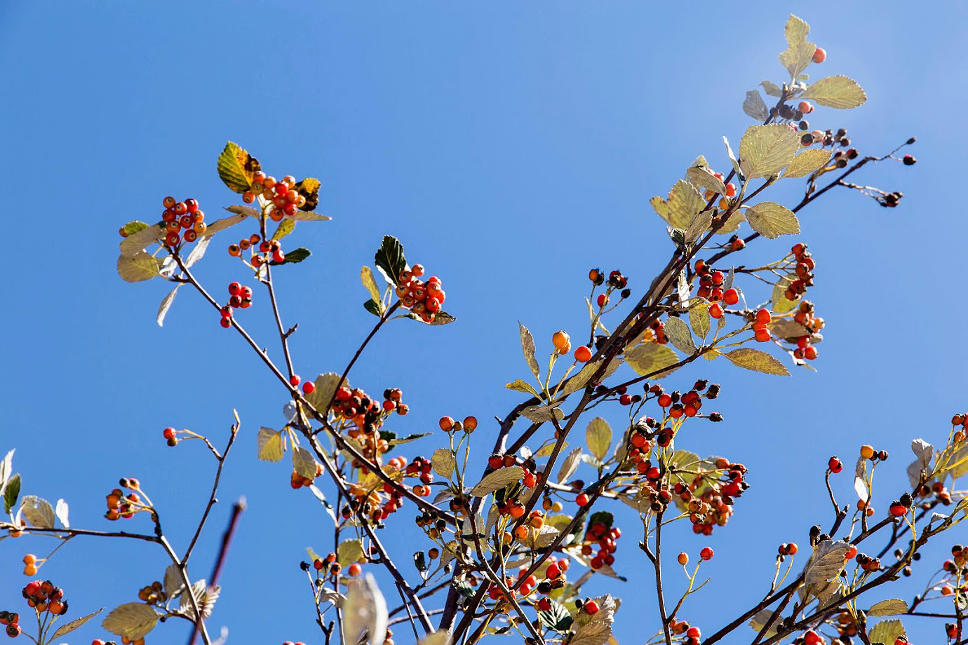 Изображение особи Sorbus taurica.