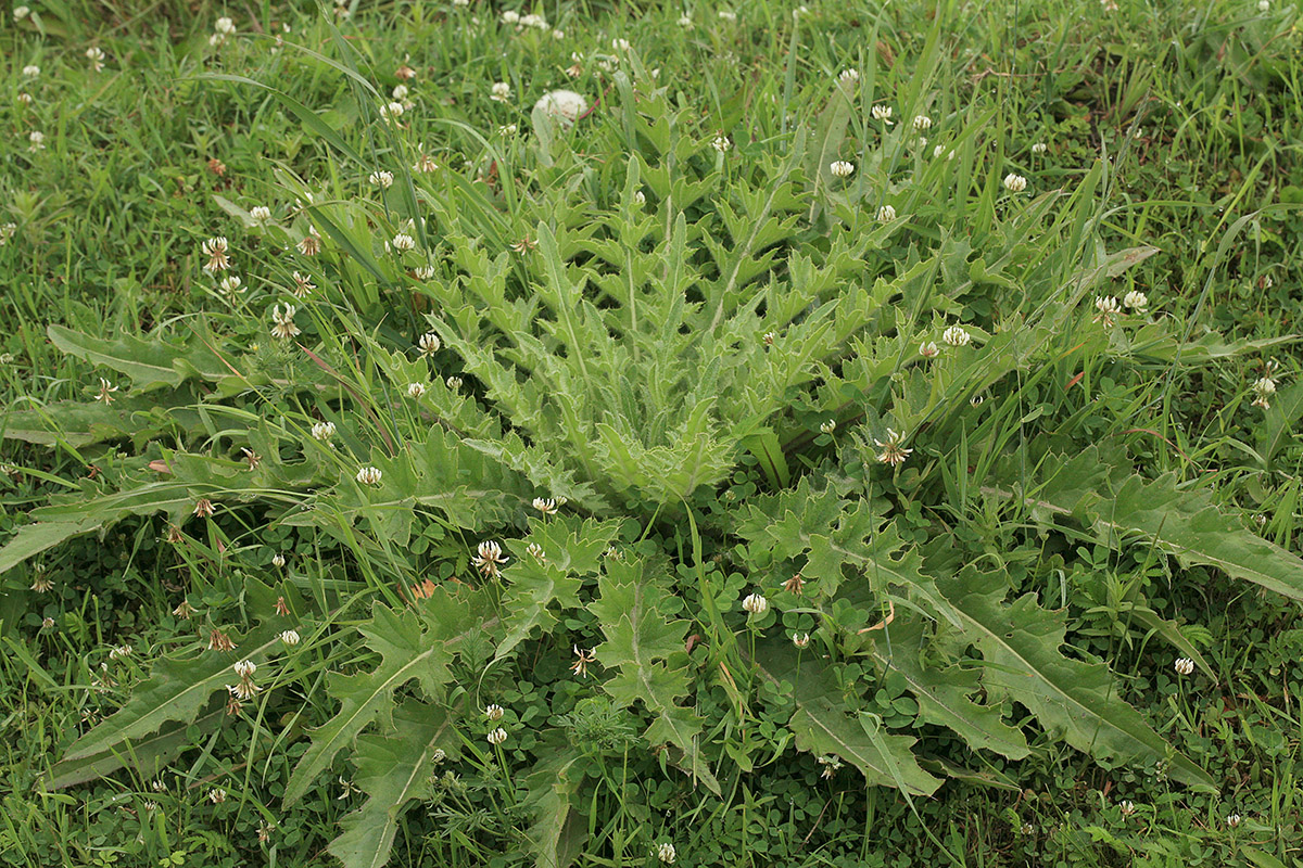 Изображение особи Cirsium esculentum.