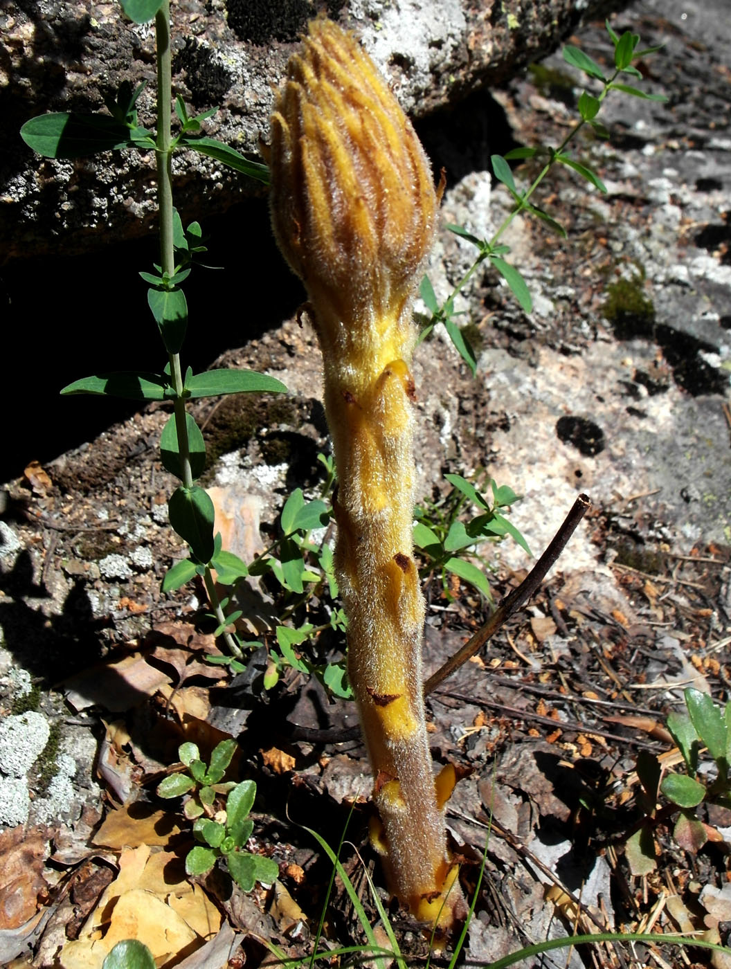 Изображение особи род Orobanche.