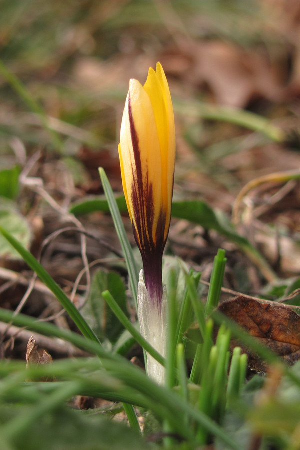 Image of Crocus angustifolius specimen.