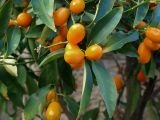 Citrus japonica. Часть ветви с плодами. Израиль, Иерусалим, Рехавия, в озеленении. 21.01.2018.