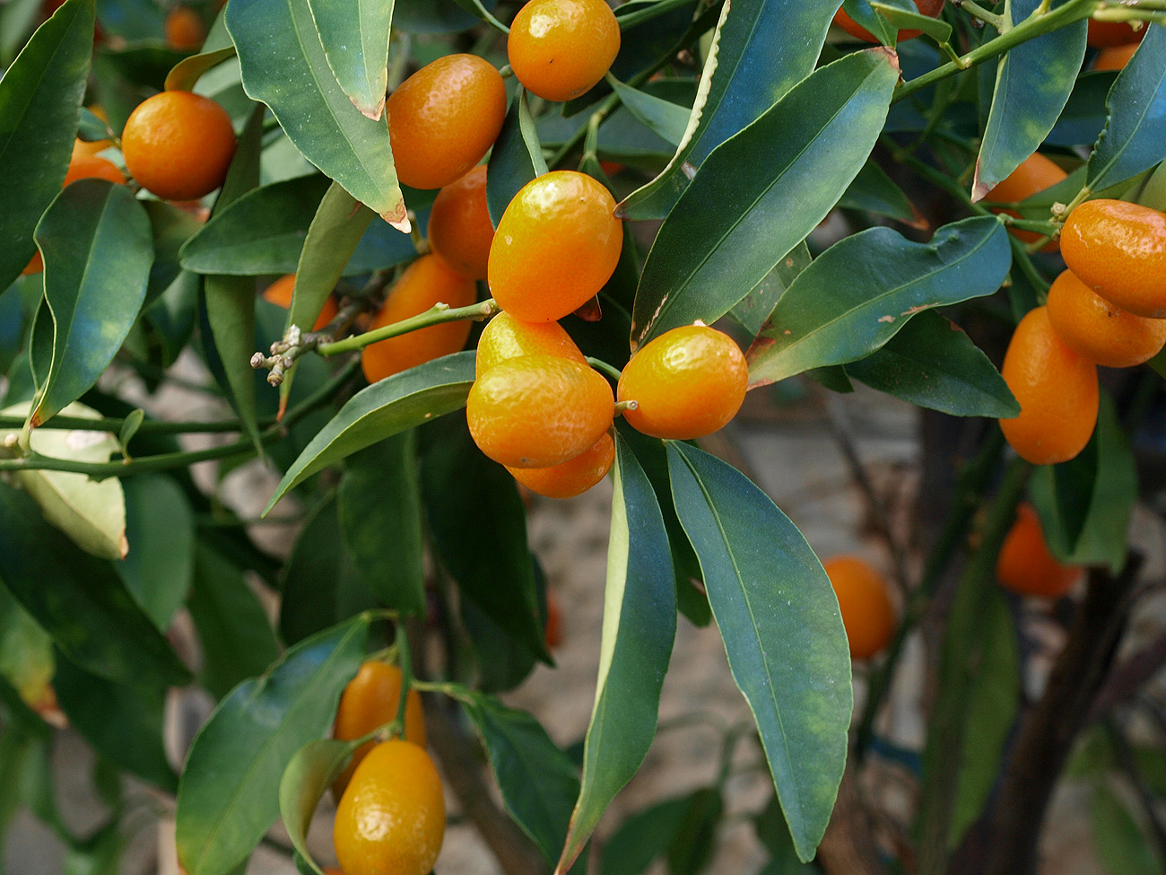 Изображение особи Citrus japonica.