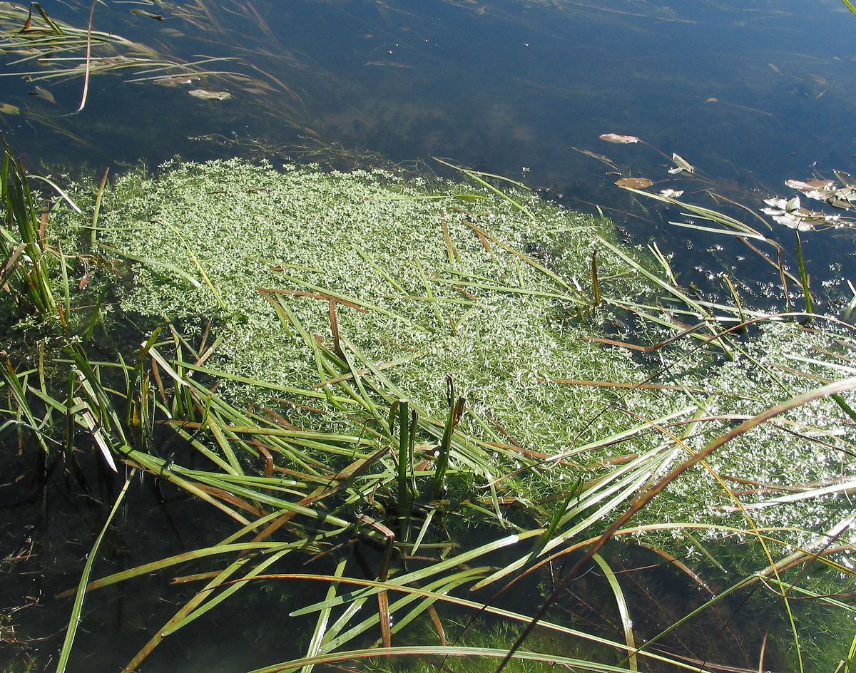 Image of Callitriche palustris specimen.