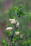 Salix myrsinifolia