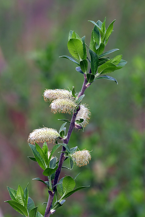 Image of Salix myrsinifolia specimen.