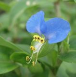 Commelina communis. Цветок. Краснодарский край, Кущёвский р-н, станица Кущёвская, клумба в сквере. 29.06.2010.