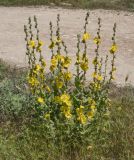 Verbascum undulatum