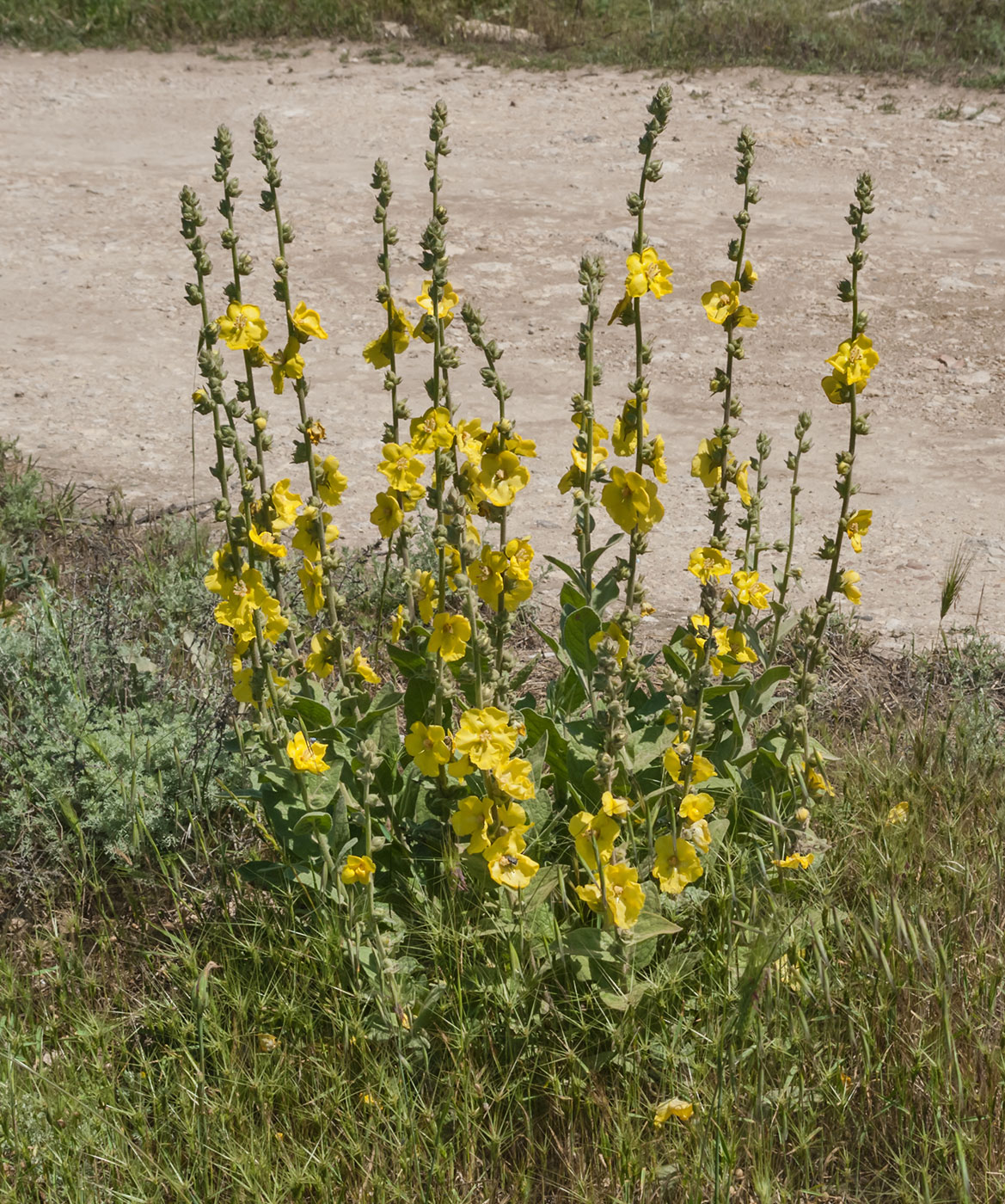 Изображение особи Verbascum undulatum.