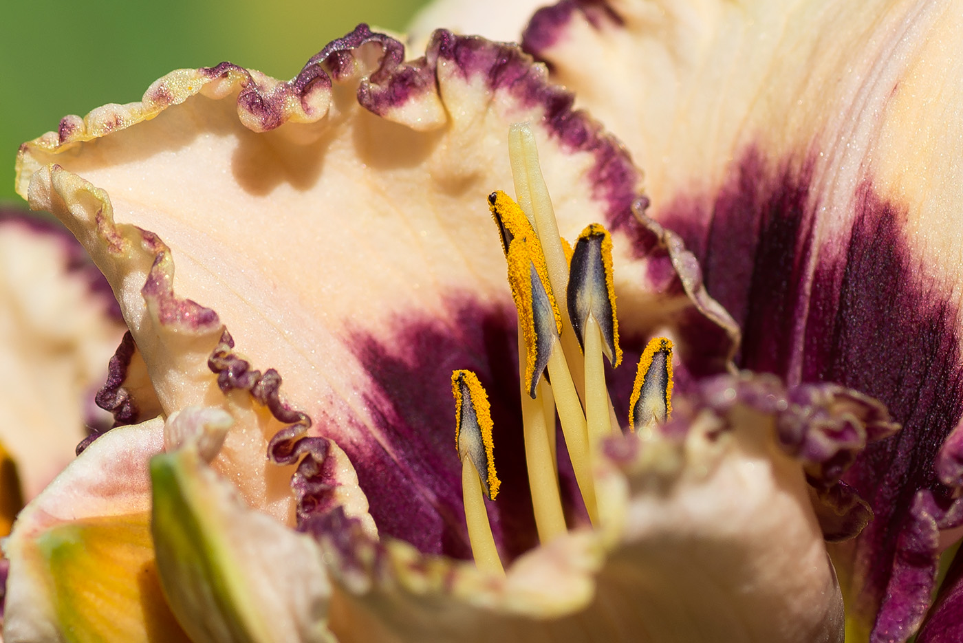 Изображение особи Hemerocallis &times; hybrida.