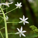 Ornithogalum arcuatum