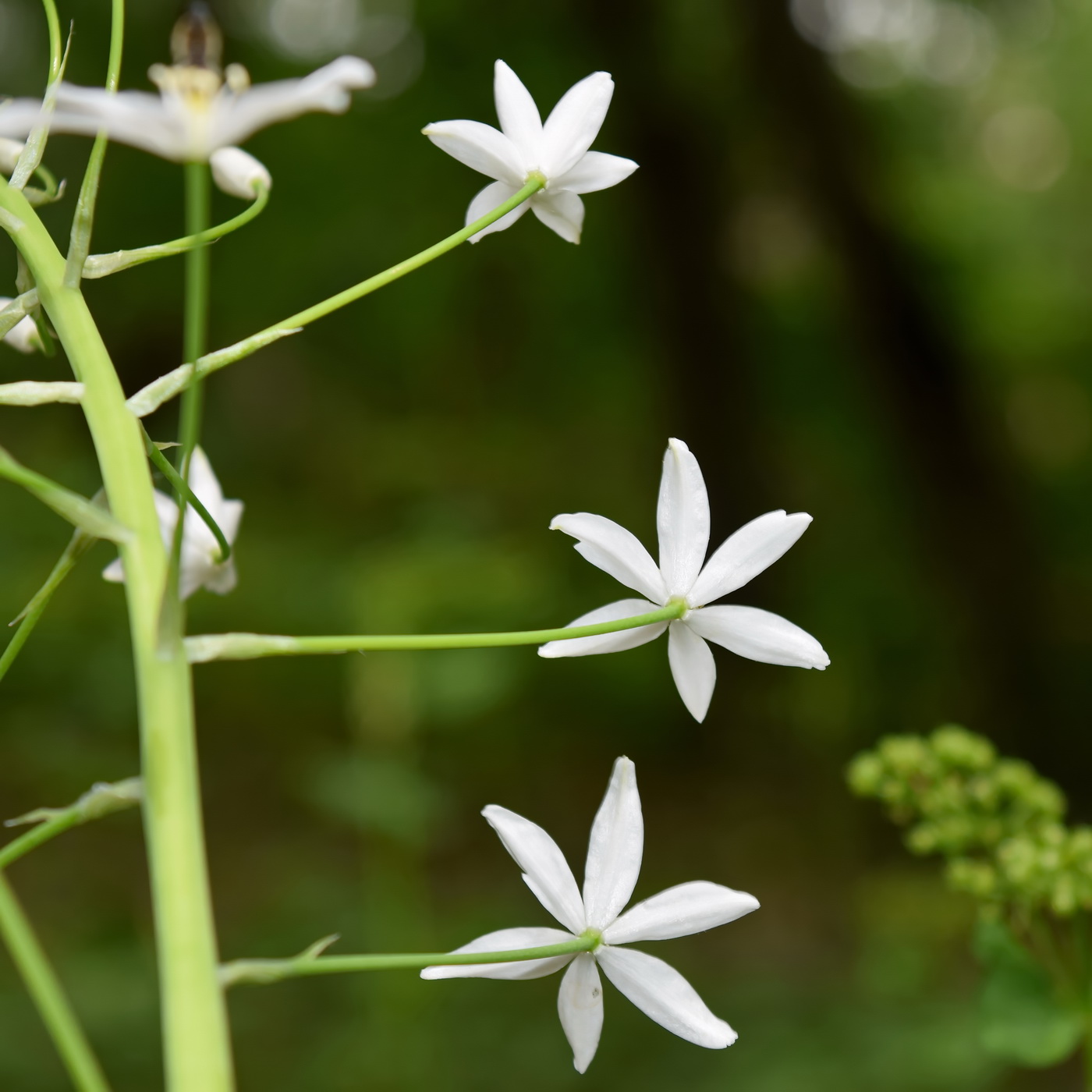 Image of Ornithogalum arcuatum specimen.