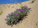 Oxytropis tragacanthoides. Цветущее и плодоносящее растение на склоне песчаного оврага. Республика Тыва, Эрзинский р-н, низовье р. Нарын. 23.07.2018.