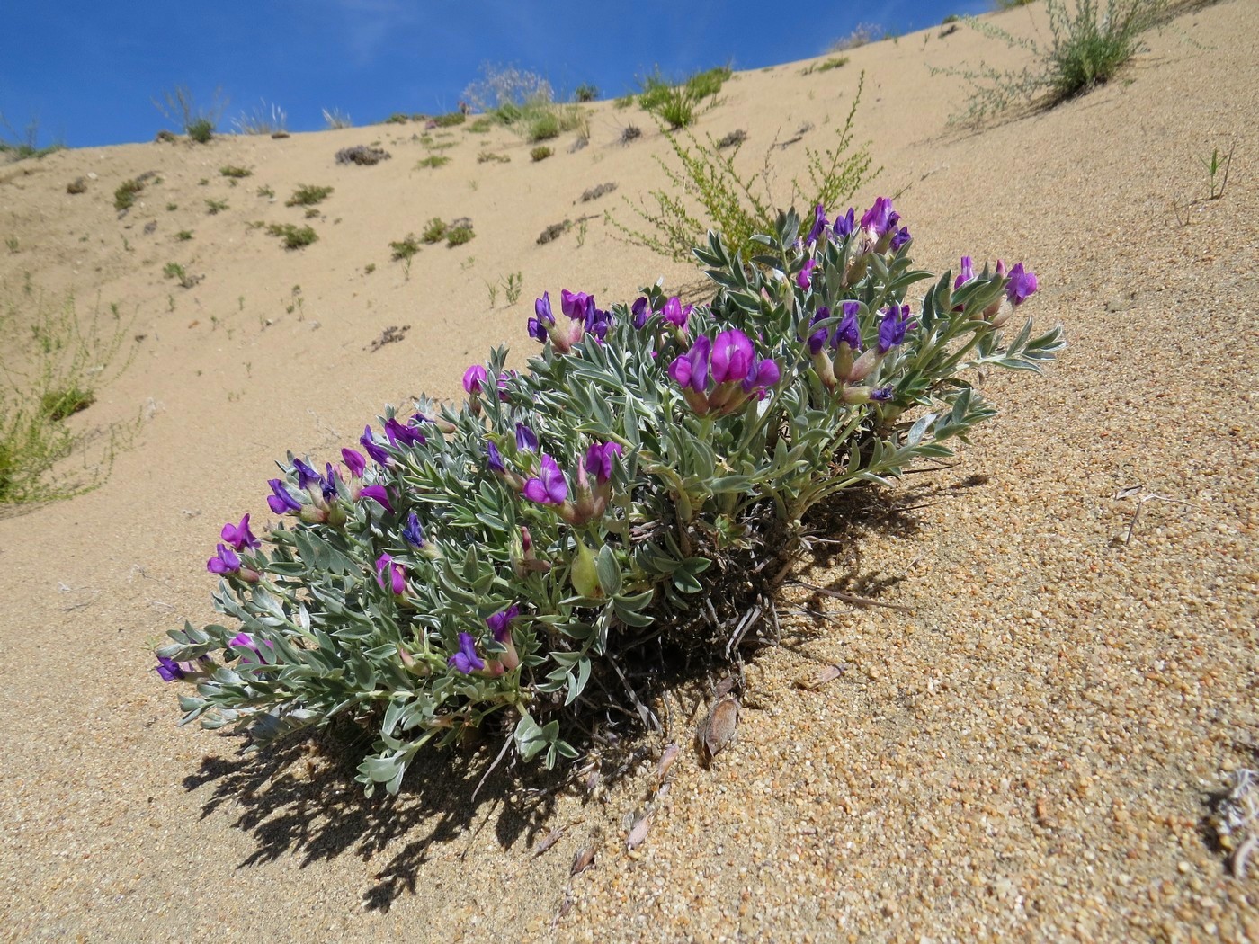 Изображение особи Oxytropis tragacanthoides.