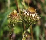 Carlina vulgaris. Соцветия-корзинки. Республика Татарстан, Камско-Устьинский р-н, окр. с. Камское Устье, овраг у подножия горы Лобач. 05.08.2018.