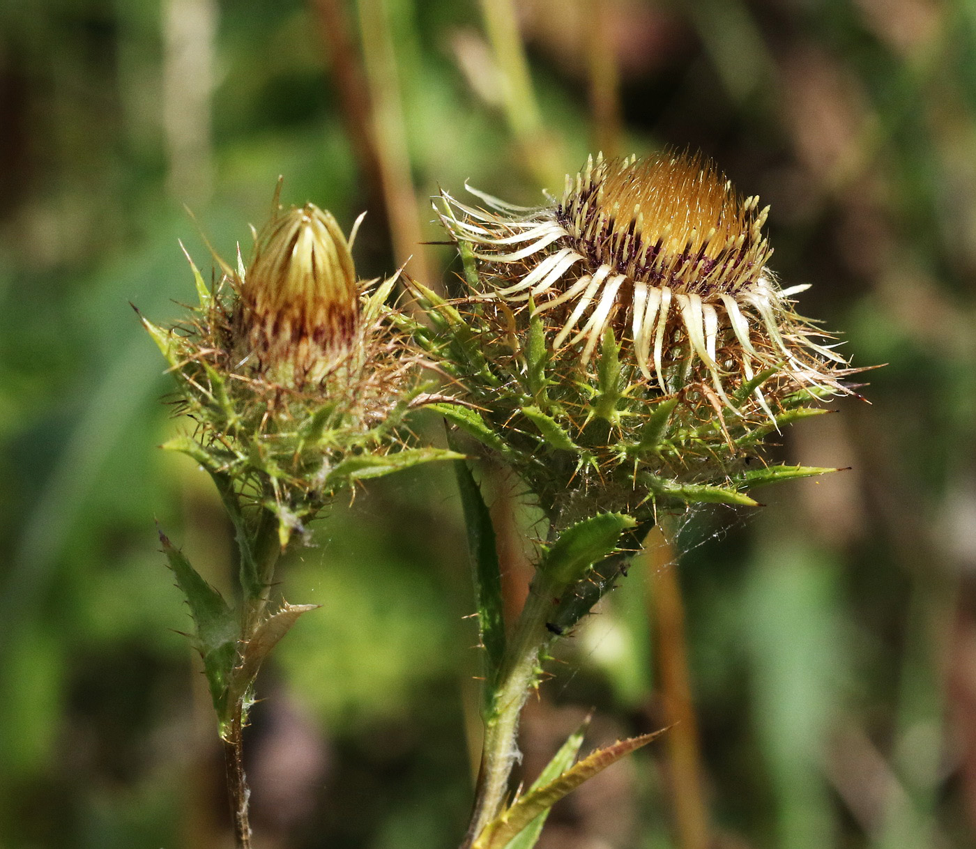 Image of Carlina vulgaris specimen.