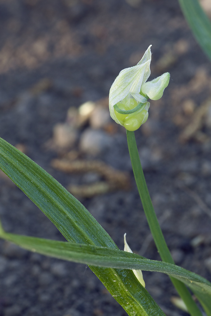 Изображение особи Allium paradoxum.