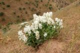 Otostegia fedtschenkoana