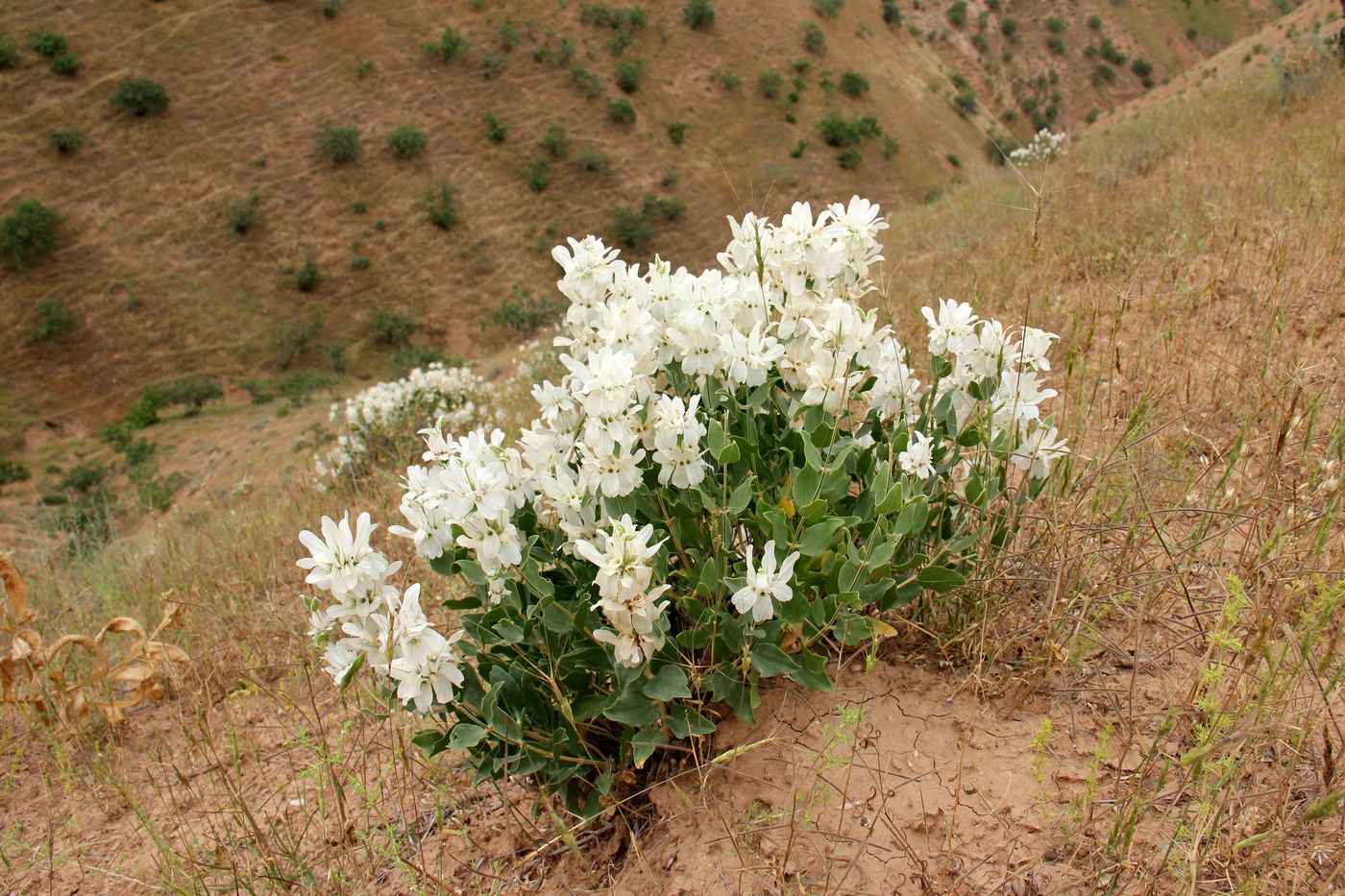 Image of Otostegia fedtschenkoana specimen.