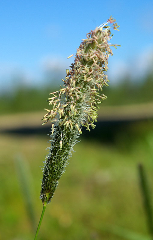 Image of Alopecurus arundinaceus specimen.