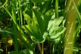 Alchemilla baltica. Прикорневой лист. Санкт-Петербург, Петродворцовый р-н, окр. ж. д. ст. «Университет», луг. 30.06.2019.