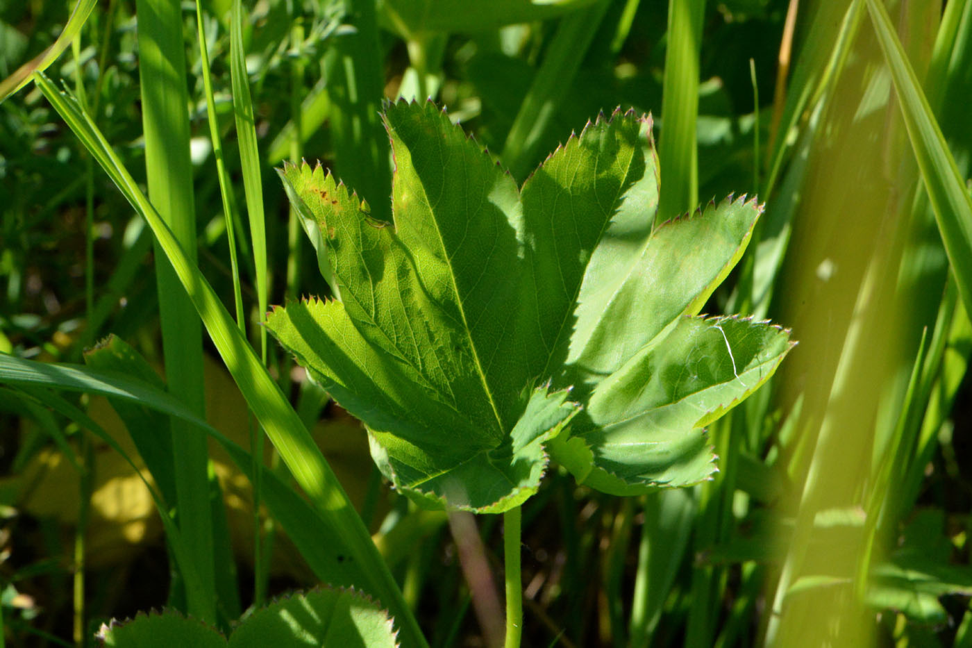 Изображение особи Alchemilla baltica.