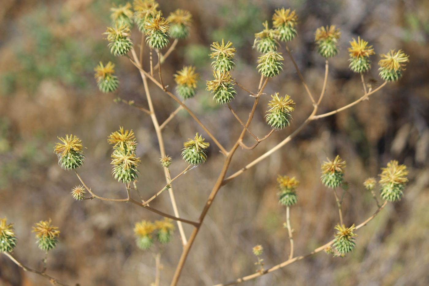 Image of Cousinia karatavica specimen.