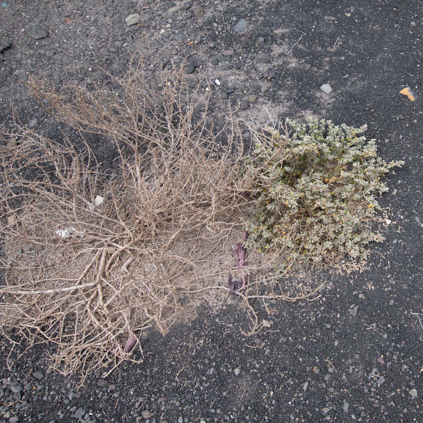 Image of Tetraena gaetula specimen.