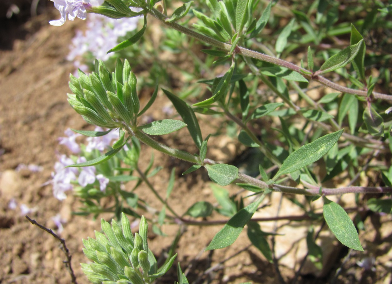 Изображение особи Ziziphora serpyllacea.