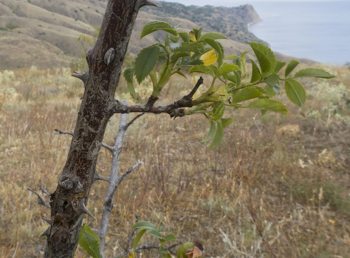 Image of Rosa andegavensis specimen.