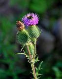 Cirsium vulgare. Верхушка побега с соцветиями и кормящимся шмелём. Челябинская обл., Чебаркульский р-н, берег оз. Большой Кисегач, каменистый берег. 07.08.2019.