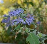 Caryopteris × clandonensis. Верхняя часть цветущего побега. Крым, Севастополь, в культуре. 16.10.2015.