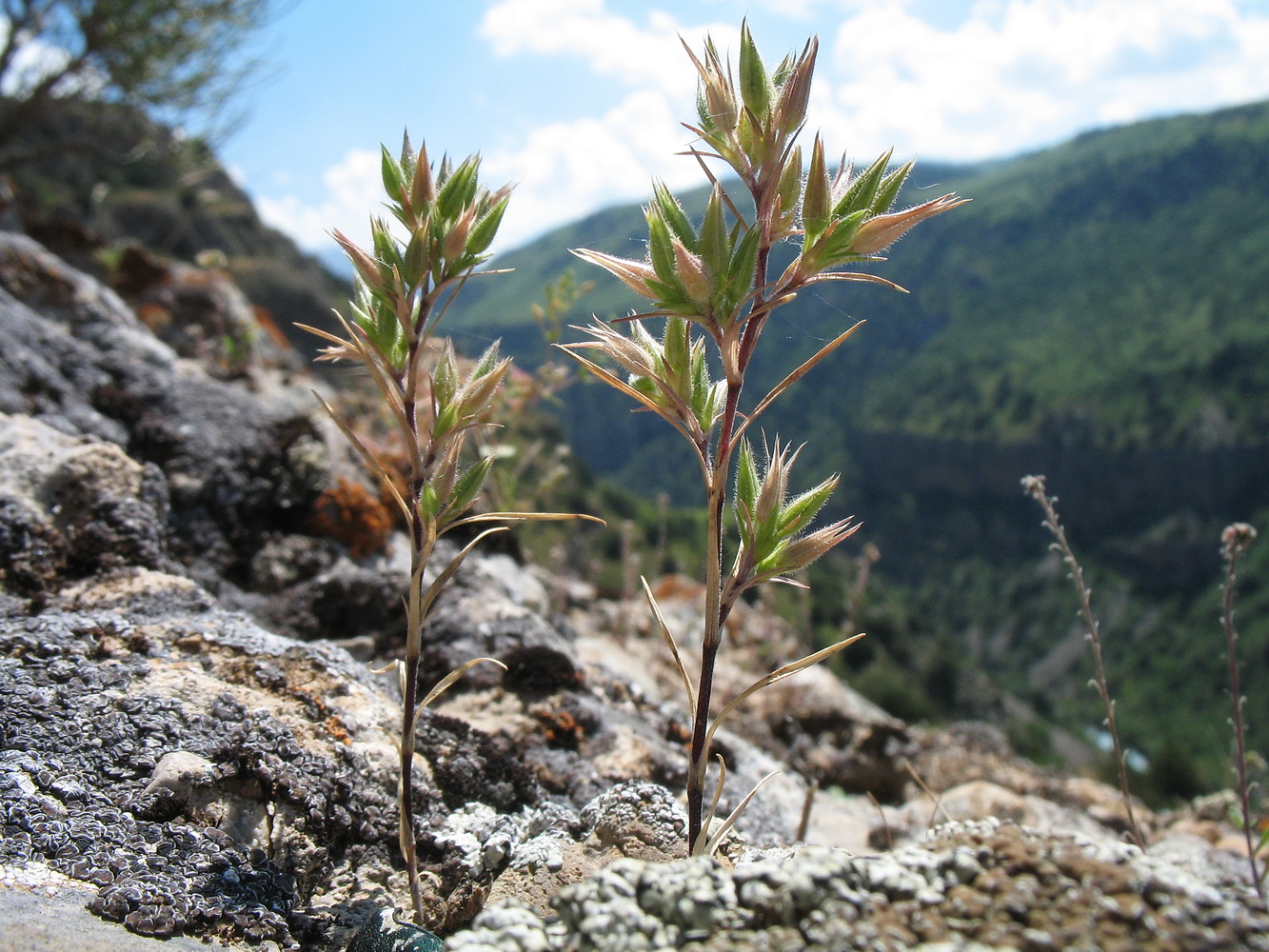 Image of Minuartia meyeri specimen.