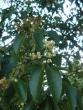 Ligustrum lucidum. Ветвь с соцветиями. Южный Берег Крыма, Ялта. 21.07.2010.