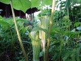 Arisaema amurense. Соцветия. Московская обл., Садовое товарищество, садовый участок, в заросшей клумбе лесных растений под берёзами, в культуре. 18.05.2019.